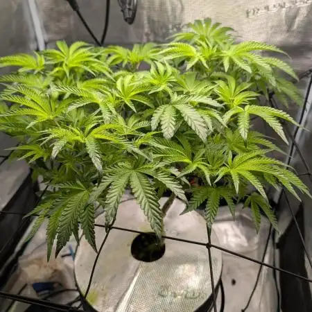 1st Hydroponic Grow FrostedGelato 41