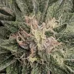 1st Hydroponic Grow FrostedGelato 41