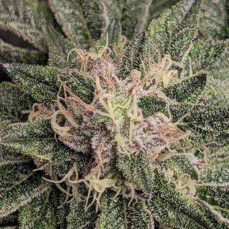 1st Hydroponic Grow FrostedGelato 41