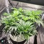 1st Hydroponic Grow FrostedGelato 41
