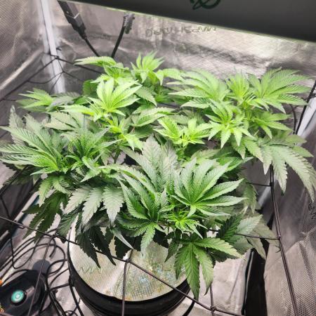 1st Hydroponic Grow FrostedGelato 41