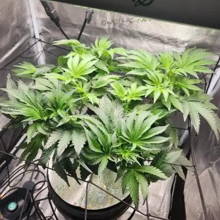 1st Hydroponic Grow FrostedGelato 41