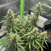 Pineapple Express - Fall 2025