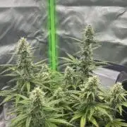 Pineapple Express - Fall 2025