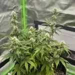 Pineapple Express - Fall 2025