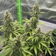 Pineapple Express - Fall 2025