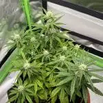 Pineapple Express - Fall 2025