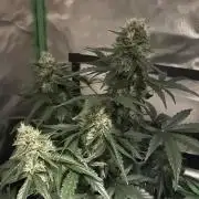 Northern lights take 2