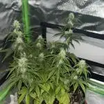 Pineapple Express - Fall 2025