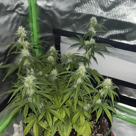 Pineapple Express - Fall 2025