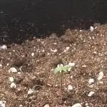 Northern Lights- Fall/Winter 2025