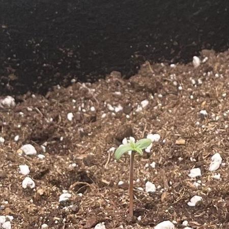 Northern Lights- Fall/Winter 2025