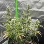 Pineapple Express - Fall 2025