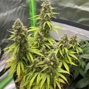 Pineapple Express - Fall 2025