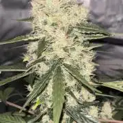 Northern lights take 2