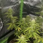 Northern Lights- Fall/Winter 2025