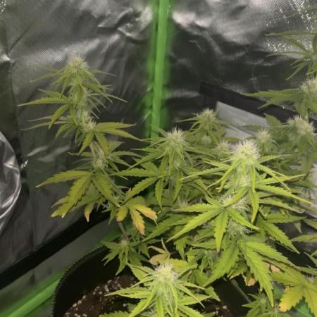 Northern Lights- Fall/Winter 2025