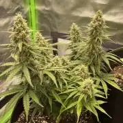 Pineapple Express - Fall 2025