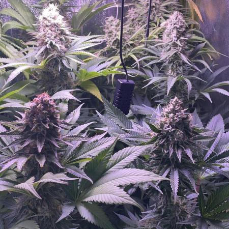 Blue Gelato 41 (2023)