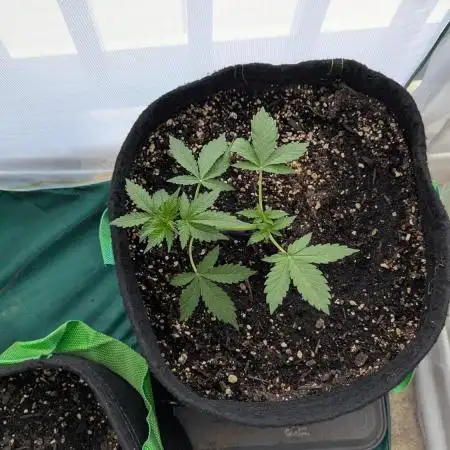 First Time Grow - Devil