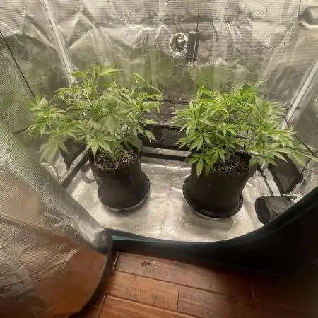 1st Grow