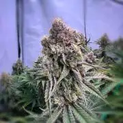 Slurricane #7 mother + clones party