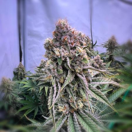 Slurricane #7 mother + clones party
