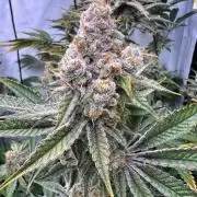 Slurricane #7 mother + clones party