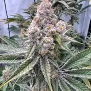 Slurricane #7 mother + clones party