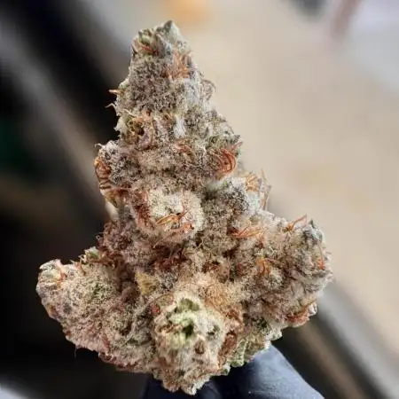 Slurricane #7 mother + clones party