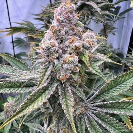 Slurricane #7 mother + clones party