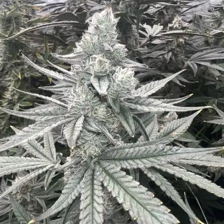 GROUNED ZERO (Hermie)