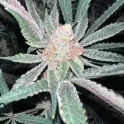 Clone mix party