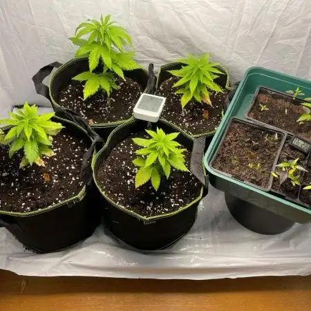 First Grow - Tropicanna Poison