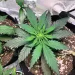 Northern Lights Auto (First Grow) 