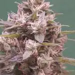 Northern light lst 8 litre pot
