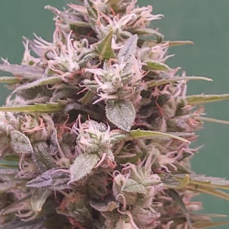 Northern light lst 8 litre pot