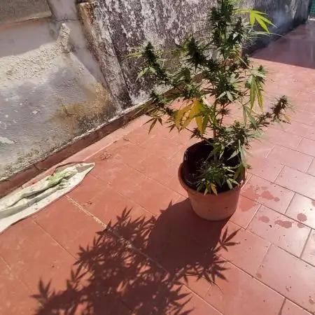 Northern light lst 8 litre pot