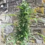 Northern light lst 8 litre pot