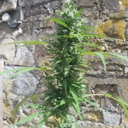 Northern light lst 8 litre pot