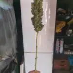 Northern light lst 8 litre pot