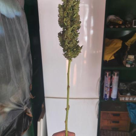 Northern light lst 8 litre pot