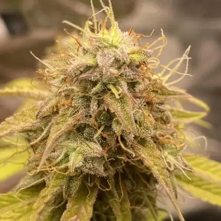 Green Crack F1 automatic