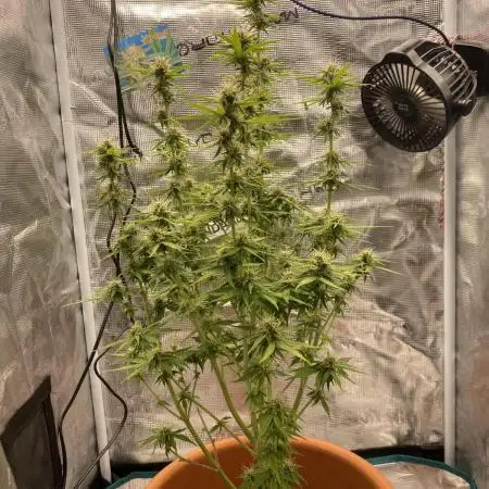 Green Crack F1 automatic