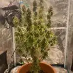 Green Crack F1 automatic