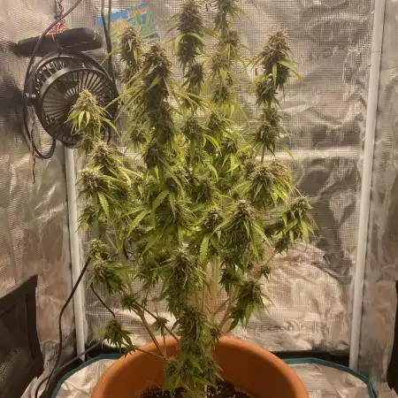 Green Crack F1 automatic