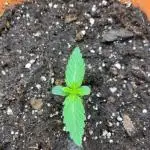 Runtz F1 my first Plant
