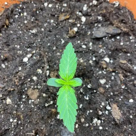 Runtz F1 my first Plant