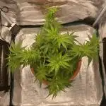 Green Crack F1 automatic