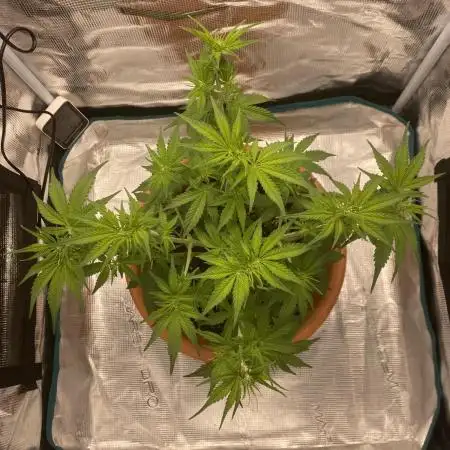 Green Crack F1 automatic